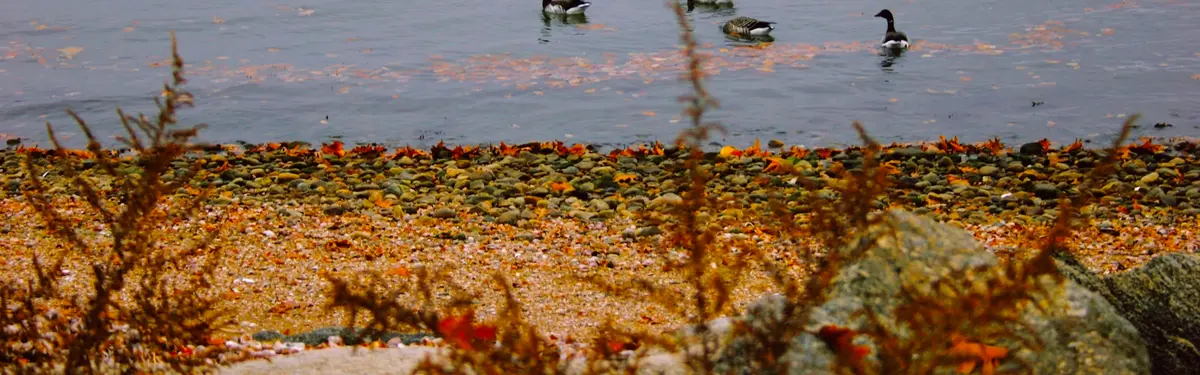 a group of ducks floating on top of a body of water